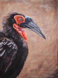 "Ground Hornbill Portrait"