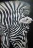 "Zebra Up Close "