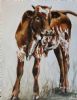 "Nguni Calf - Andre"