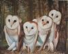 "Owls"