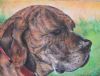 "Portrait of Susie"