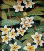"Miniature- Frangipani"