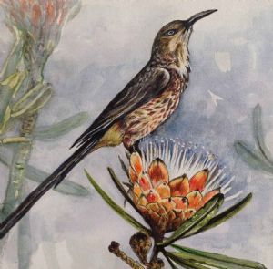 "Cape Sugarbird"