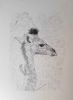 "Baby Giraff"