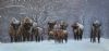 "Large Bison Family"