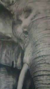 "Elephant - Close-Up"