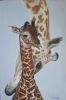 "Baby Giraffe"