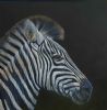 "White on Black. Zebra Portrait "