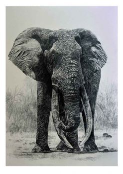 "Tsavo's magnificent 7, Ka_1 Kamboyo "