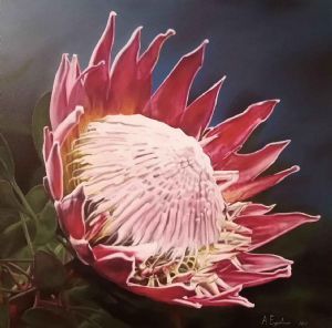 "King Protea"