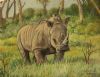 "Miniature - Rhinos Paradise"