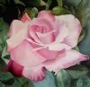 "Classical Rose"