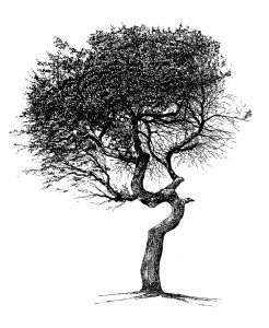"The Tree"