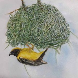 "Weaver Building a Nest"