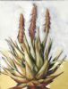 "Aloe "