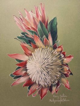 "King Protea"