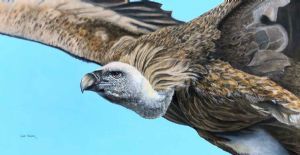 "Vulture in Flight"