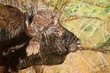 "Old Bull"