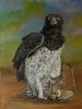 "Martial Eagle / Breekop Aarend"