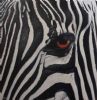 "Zebra Collection No 6"