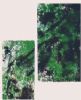 "Windy Forest in 2"
