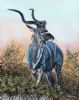 "Kudu Bull at Sunset"