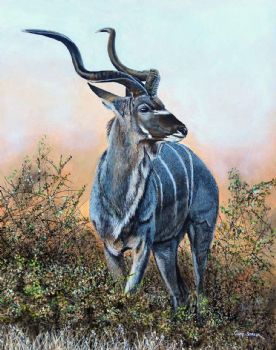 "Kudu Bull at Sunset"