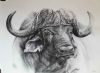 "Cape Buffalo "