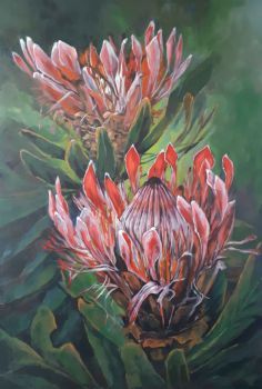 "Red Proteas"