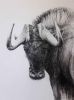 "Black Wildebeest"