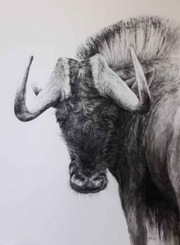 "Black Wildebeest"