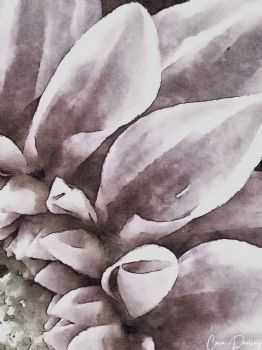 "Dahlia Pink"
