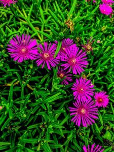 "Pretty Pink Flowers"