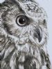"Grey Owl"
