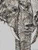 "Elephant Pair"