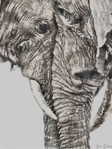 "Elephant Pair"
