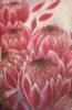 "Proteas"