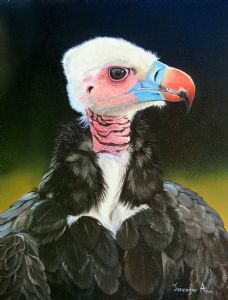 "White Headed Vulture"