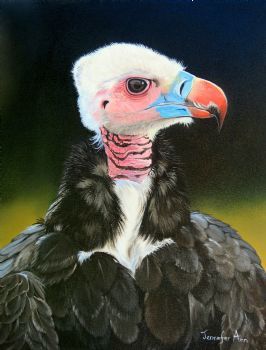 "White Headed Vulture"