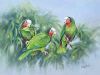 "Cuban Parrot "