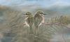 "Birds of a Feather"