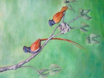 "Paradise Flycatchers "