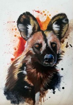 "Wild Dog"