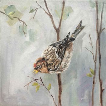 "Redpoll I"