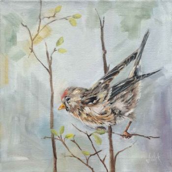 "Redpoll II"