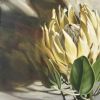 "Yellow Protea"