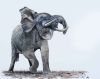 "Musth Season"