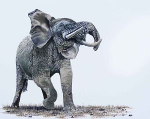 "Musth Season"