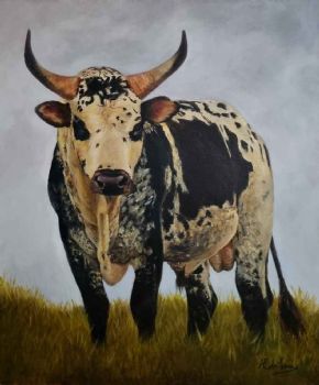 "Nguni Bull"