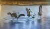 "Wattled Crane Dance"